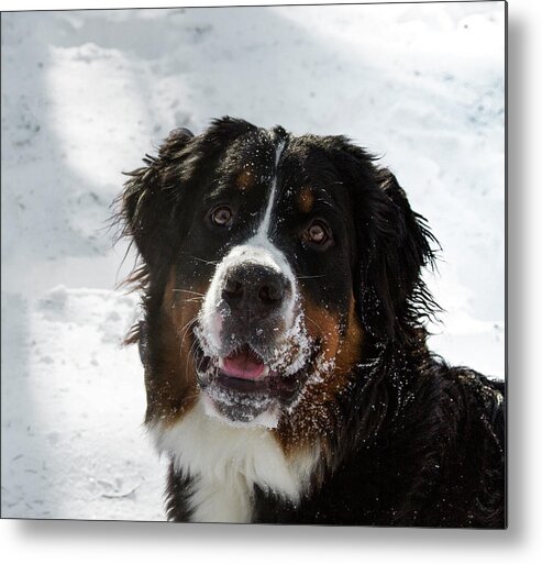 Jean Noren Metal Print featuring the photograph Bernese Mt Dog by Jean Noren