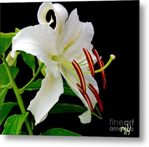 Photo Metal Print featuring the photograph Blackdrop Behind White Lily by Marsha Heiken
