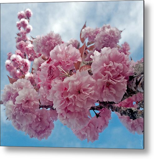 Blossom Metal Print featuring the photograph Blossom Bliss by Gwyn Newcombe