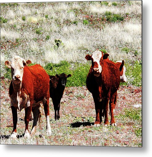 Cows Metal Print featuring the photograph Bovine by Charles Benavidez