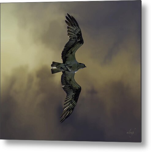 Osprey Metal Print featuring the photograph Bringing Home The Bacon by Mary Clough