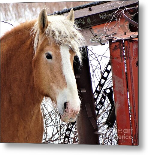 Workhorse Vermont Farming Metal Print featuring the photograph Brown Eyes by Karen Velsor