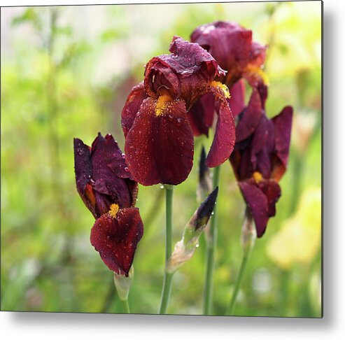Iris Metal Print featuring the photograph Burgundy Bearded Irises in the Rain by Rona Black