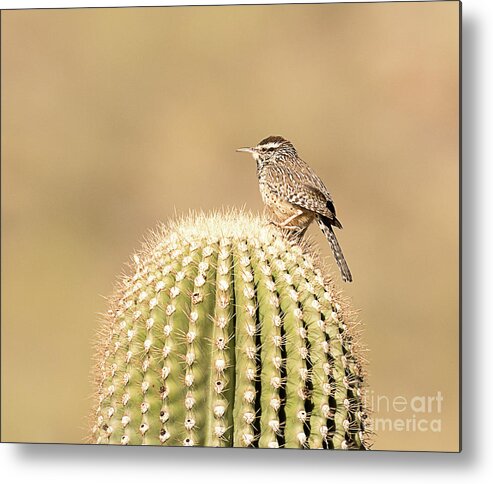 Bird Metal Print featuring the photograph Cactus Wren on Cactus by Dennis Hammer