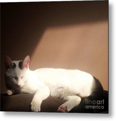 Cat Metal Print featuring the photograph Cat by Brianna Kelly