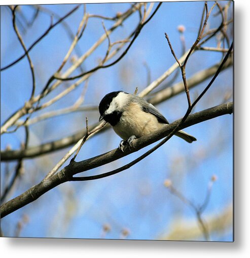 Aviary Metal Print featuring the photograph Chickadee by Cathy Harper