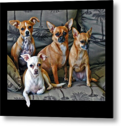 Chihuahuas Metal Print featuring the photograph Chihuahuas Hanging Out by Ginger Wakem