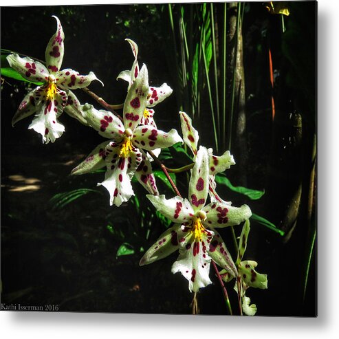 Botanical Gardens Metal Print featuring the photograph Clinging Orchids II by Kathi Isserman