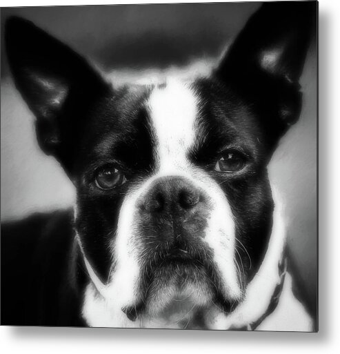 Dog Metal Print featuring the photograph Coco by Elijah Knight