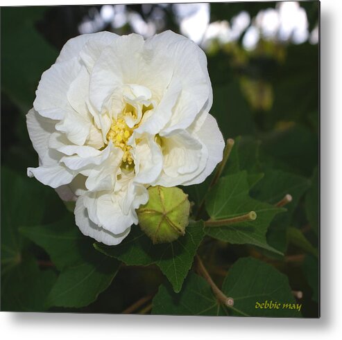 Botanical Metal Print featuring the photograph Confederate Rose by Debbie May