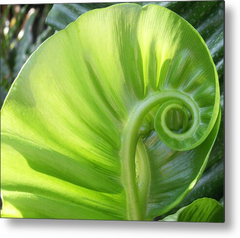 Leaf Metal Print featuring the photograph Curly Leaf by Amy Fose