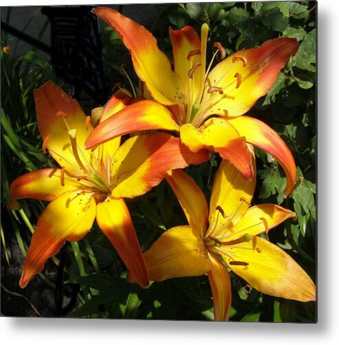 Daylilies Metal Print featuring the photograph Daylilies dressed in their best by Jeanette Oberholtzer
