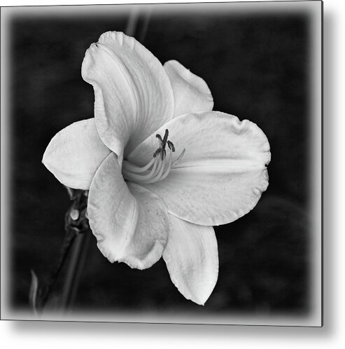 Daylily Metal Print featuring the photograph Daylily by Sandy Keeton