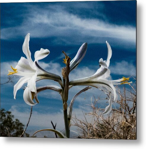 Macro Metal Print featuring the photograph Desert Lilly Close up by Jeremy McKay