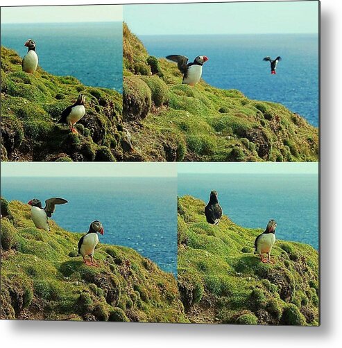 Puffins Metal Print featuring the photograph Double Act by HweeYen Ong