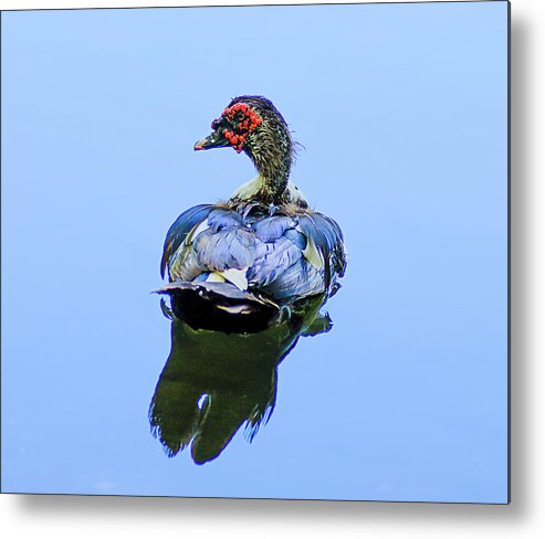 Duck Metal Print featuring the photograph Duck by Brian Kinney