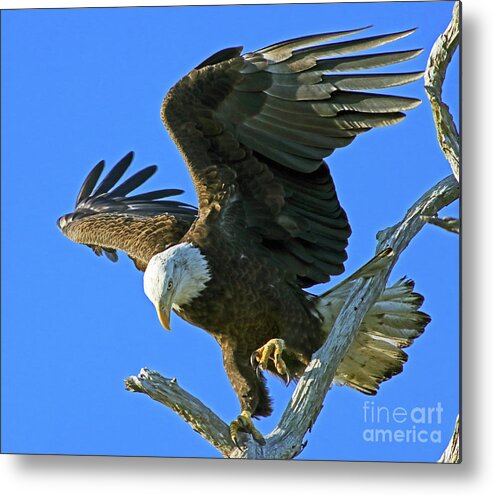 Eagle Metal Print featuring the photograph Eagle's Balance by Larry Nieland