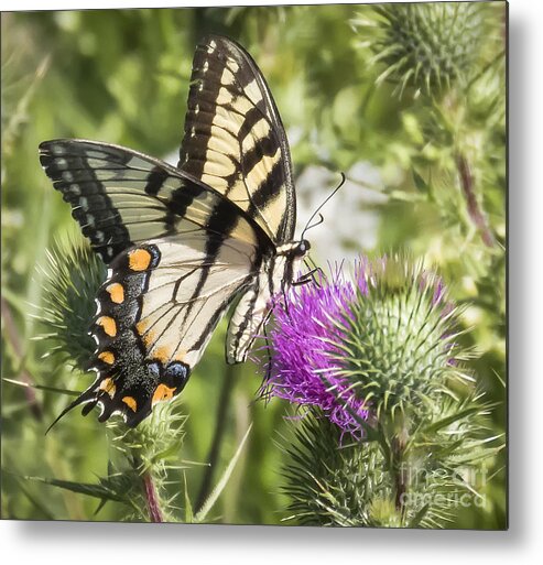  Metal Print featuring the photograph Eastern Tiger Swallowtail by Ricky L Jones