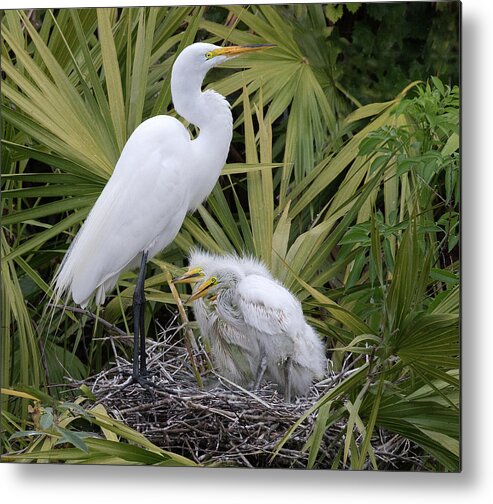 Great White Egret Metal Print featuring the photograph Egret Nest by Art Cole