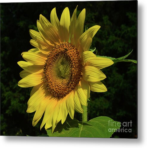 Flower Metal Print featuring the photograph Hand Made By God by Donna Brown