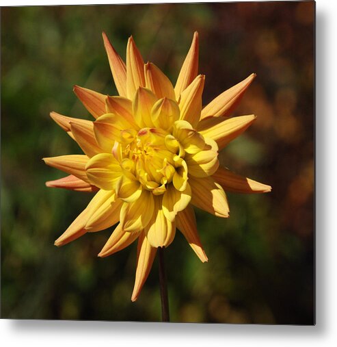 Flower Metal Print featuring the photograph Fall Flower by Richard Bryce and Family