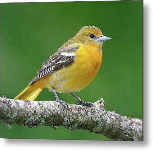 Female Oriole Metal Print featuring the photograph Female Oriole by Diane Giurco