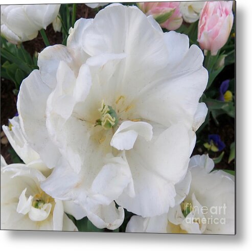 Flowers Metal Print featuring the photograph Flourishing Flowers by Beth Myer Photography