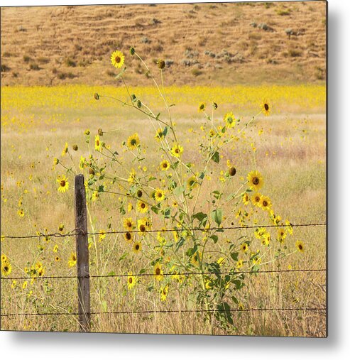 Yellow Metal Print featuring the photograph Flowers and Fence by Dart Humeston