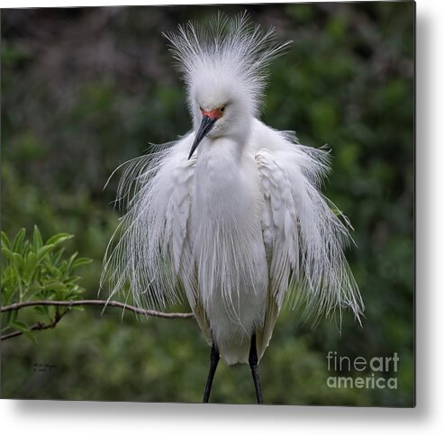 Snowy Metal Print featuring the photograph Fluffy Snowy Egret by DB Hayes