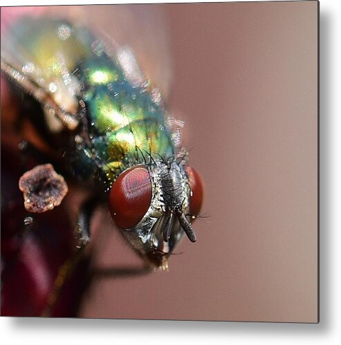 Linda Brody Metal Print featuring the photograph Fly Eyes by Linda Brody
