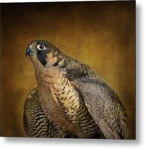 Falcons Metal Print featuring the photograph Georgette With Texture by Pat Abbott