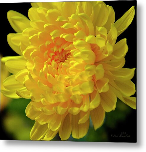 Chrysanthemum Metal Print featuring the photograph Golden Chrysanthemum by Brian Tada