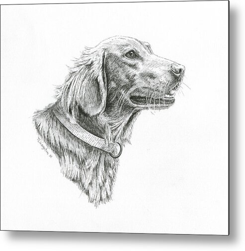 Golden Retriever Metal Print featuring the drawing Golden Retriever by Timothy Livingston