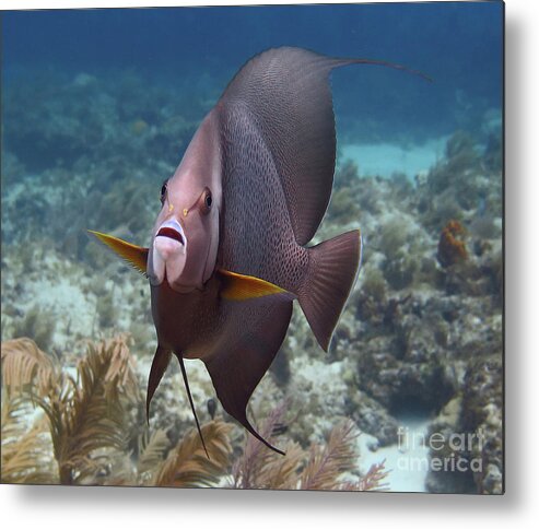 Underwater Metal Print featuring the photograph Gray Angelfish by Daryl Duda
