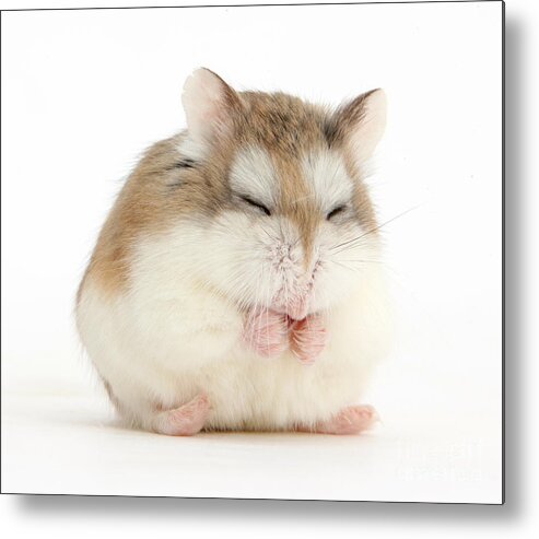 Roborovski Hamster Metal Print featuring the photograph Happy Hammy by Warren Photographic
