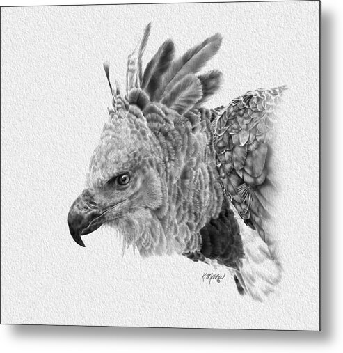 Harpy Eagle Metal Print featuring the drawing Harpy Eagle by Kathie Miller