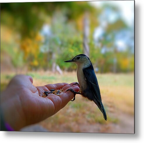 Bird Metal Print featuring the photograph Have a Seed by Lilia S