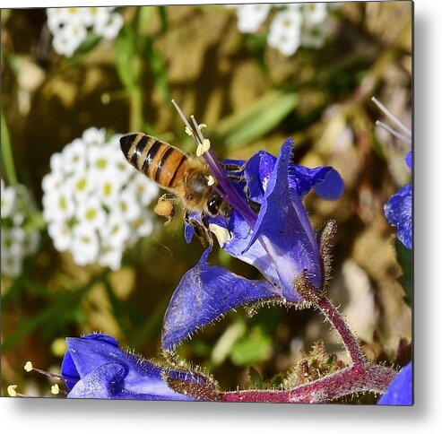 Linda Brody Metal Print featuring the photograph Honey Bee on California Bluebell Wildflower by Linda Brody