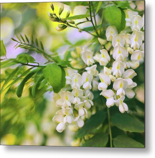 Black Locust Metal Print featuring the photograph Black Locust by Jessica Jenney