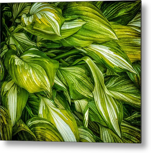 Fauna Metal Print featuring the photograph Hosta Chaos by Ches Black