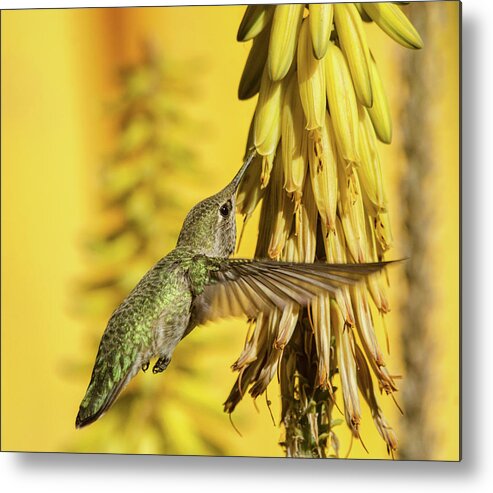 Hummingbird Metal Print featuring the photograph Hummingbird Gold by Saija Lehtonen