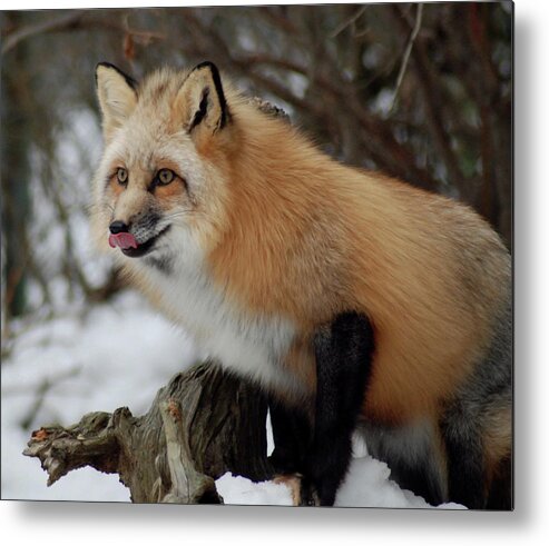 Fox Metal Print featuring the photograph Hungry Fox by Richard Bryce and Family