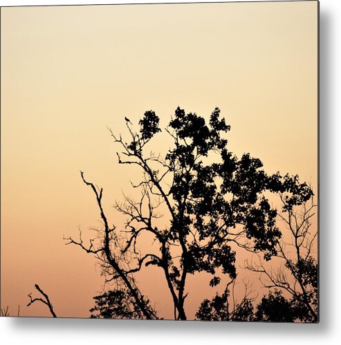 Morning Metal Print featuring the photograph Hush Little Baby by John Glass