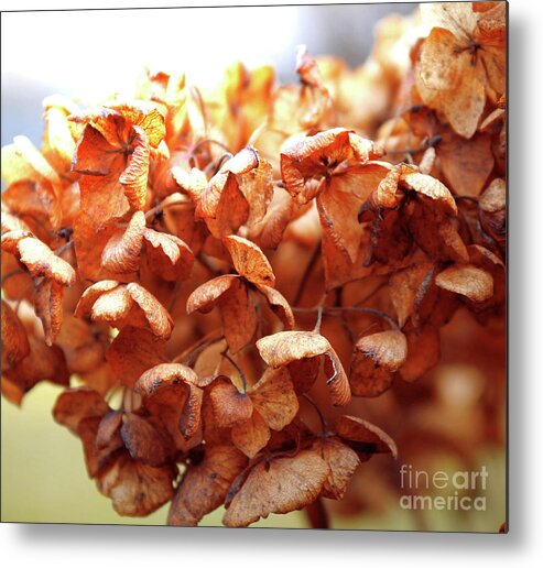 Hydrangea Metal Print featuring the photograph Hydrangea In Sunlight by Wilhelm Hufnagl