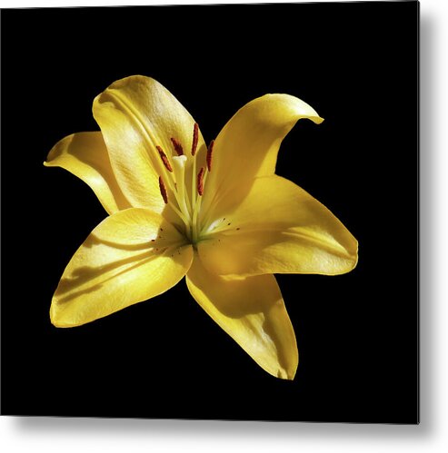 Lily Metal Print featuring the photograph I Bring You Joy by Johanna Hurmerinta