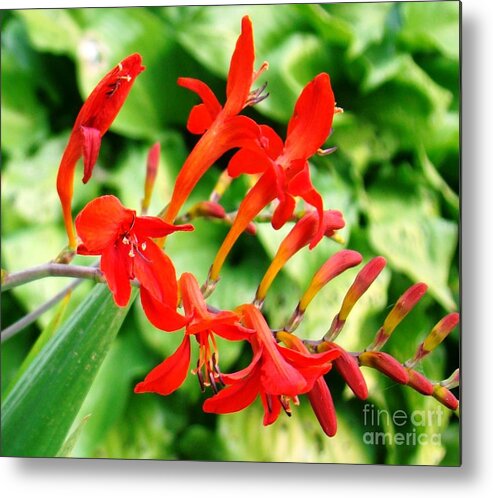 Flowers Metal Print featuring the photograph Impact by Margaret Hamilton