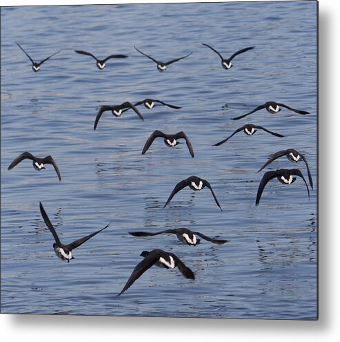 Birds Metal Print featuring the photograph In Flight by Paul C Ross
