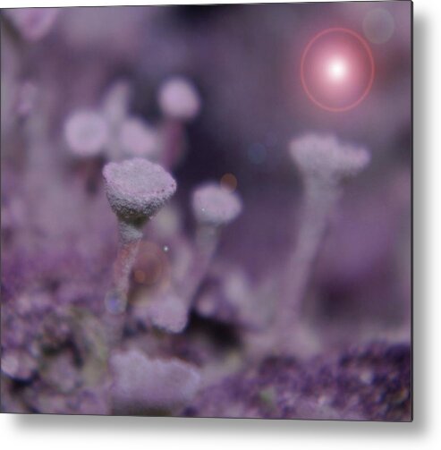 Mushrooms Metal Print featuring the photograph In Mushroom Land by Jeff Swan