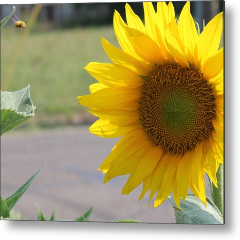 Bee Metal Print featuring the photograph Incoming Bee by Karen Wagner