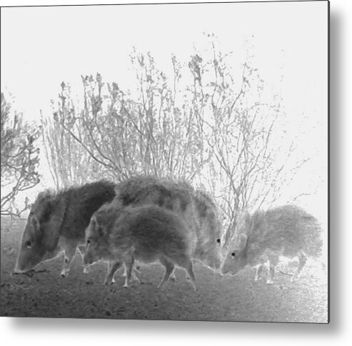 Animals Metal Print featuring the photograph Javelinas in the Desert by Judy Kennedy